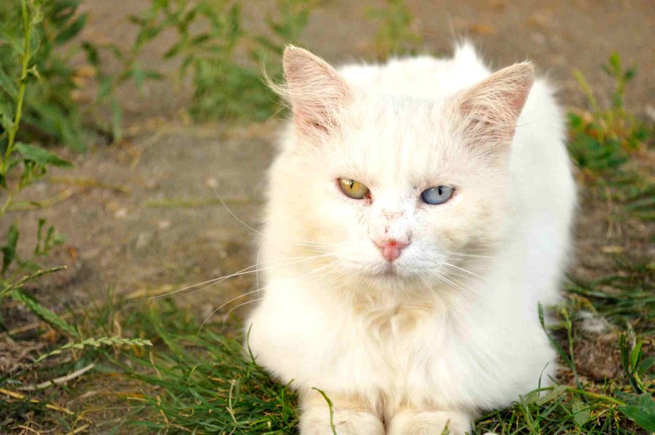 Ванский кот армянский