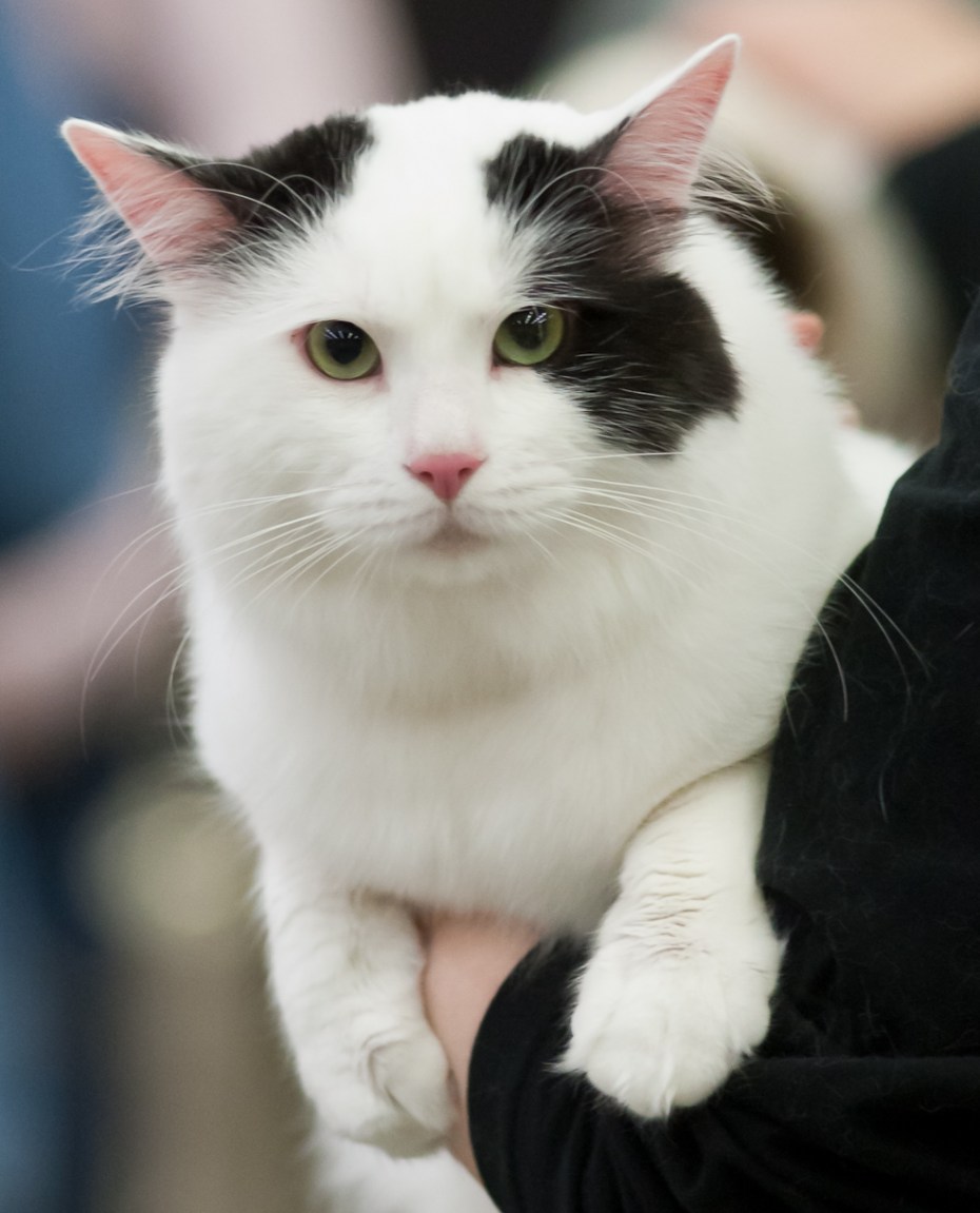 Турецкая Ванская кошка