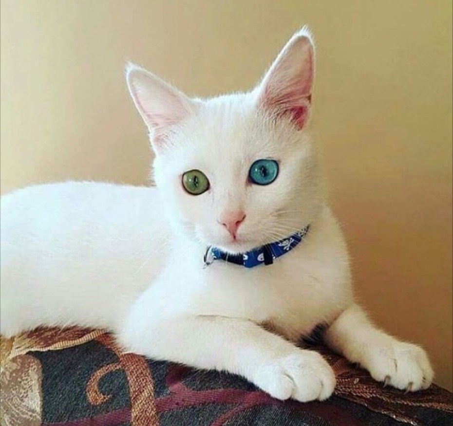 Ван кедиси кошка