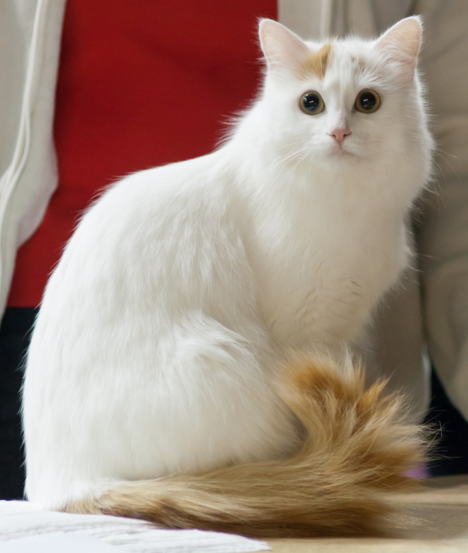 Турецкий Ван кошка
