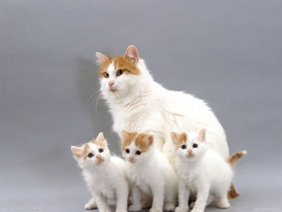 Кот породы турецкий Ван