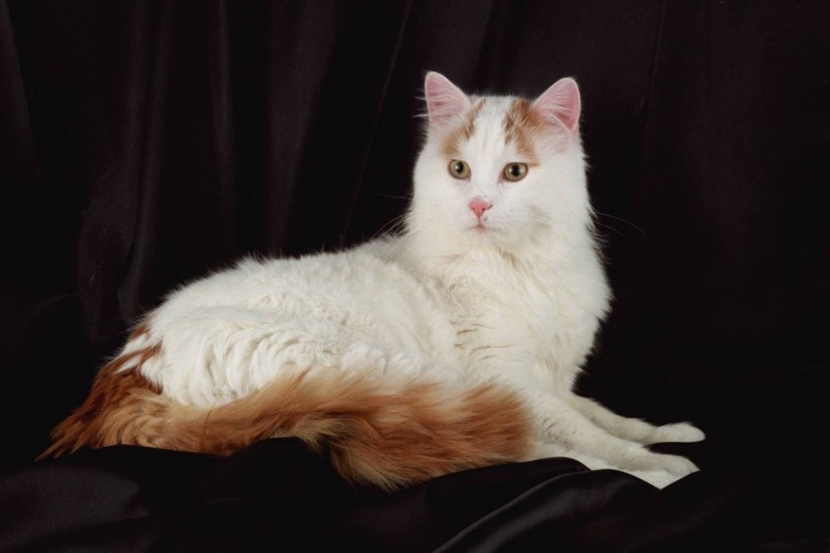 Турецкий Ван кошка фото