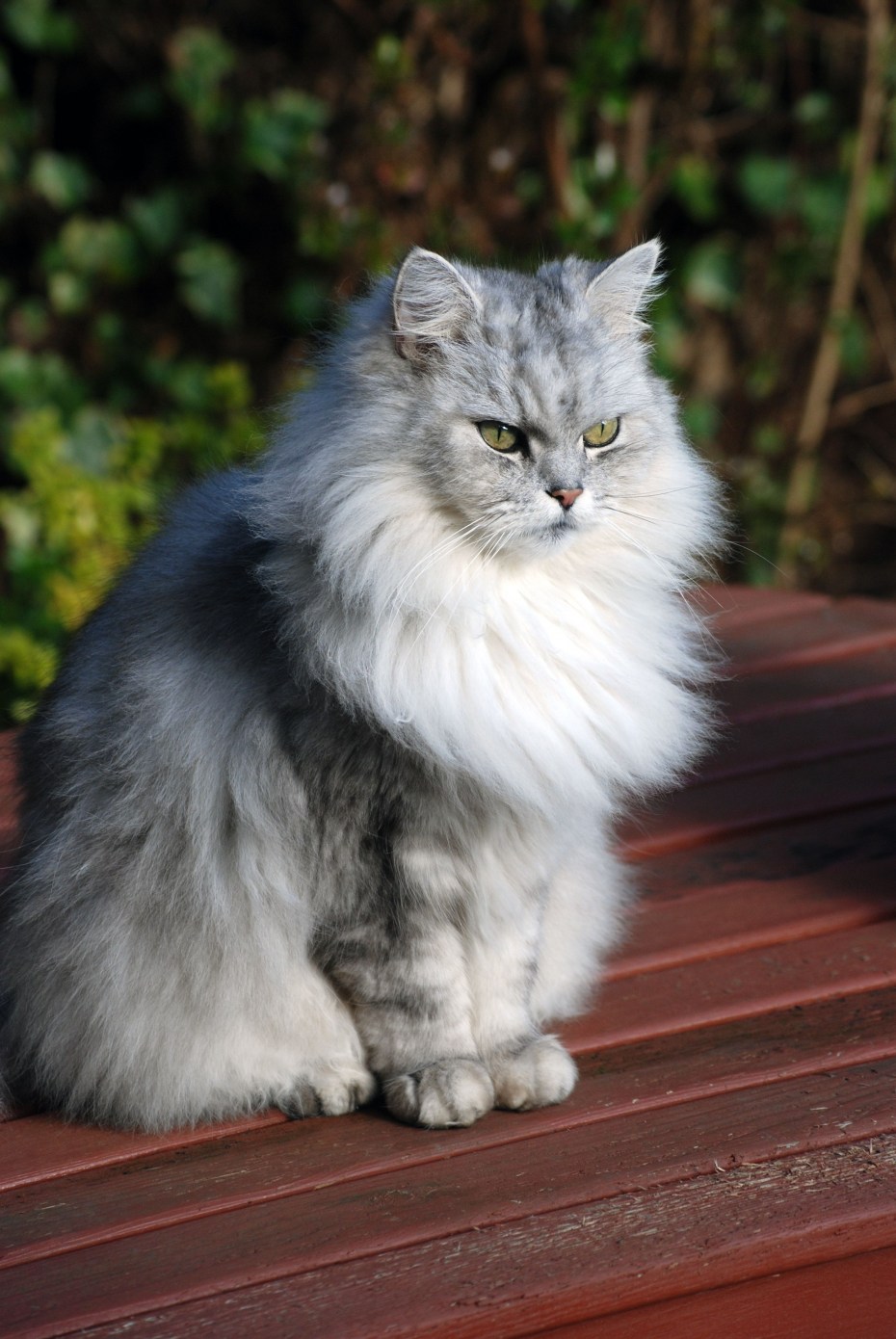 Кот породы шиншилла