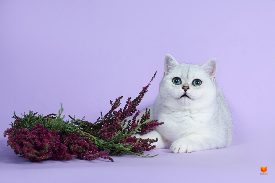 Персидская голубая шиншилла