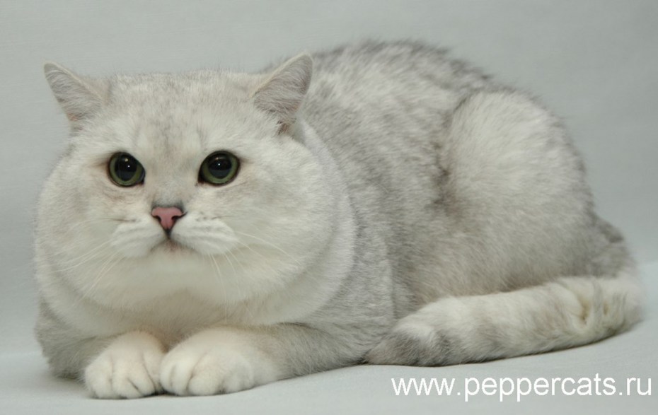 Британская шиншилла кошка