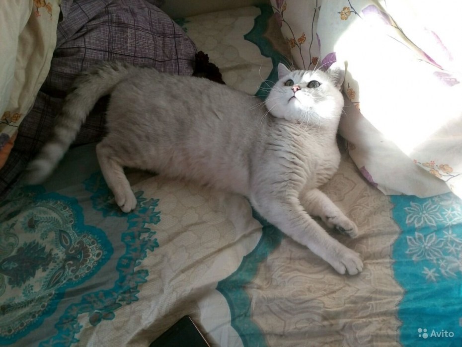 Вислоухие кошки британские и Шотландские