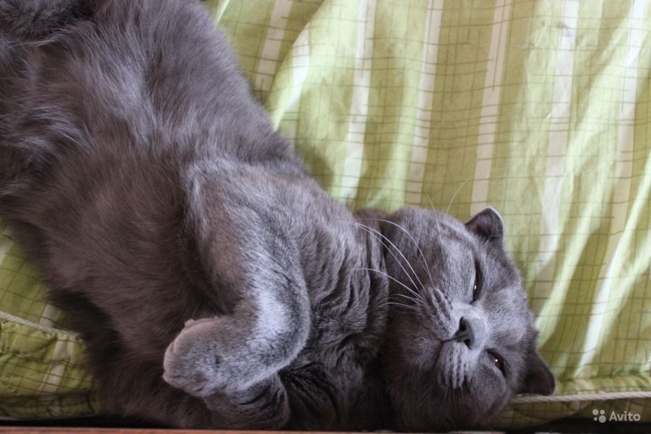 Шотландский страйт кот толстый