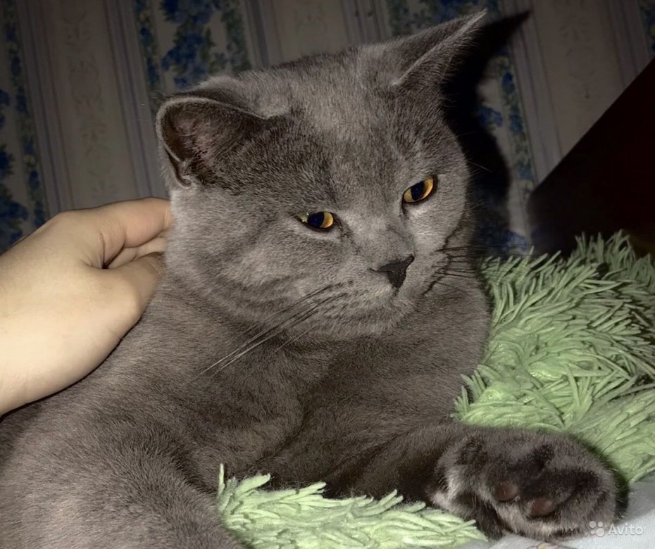 Британский кот на вязку