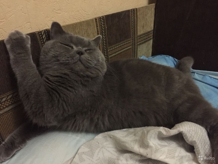 Коты для вязки