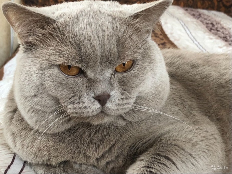 Кот для вязки