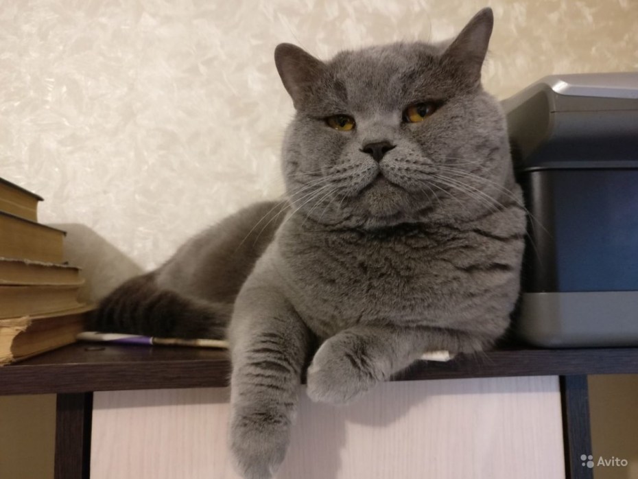 Кот принц вислоухий