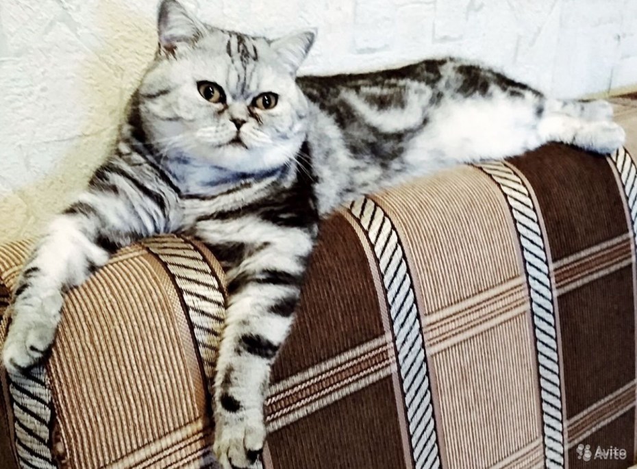 Чистокровный шотландский мраморный прямоухий кот