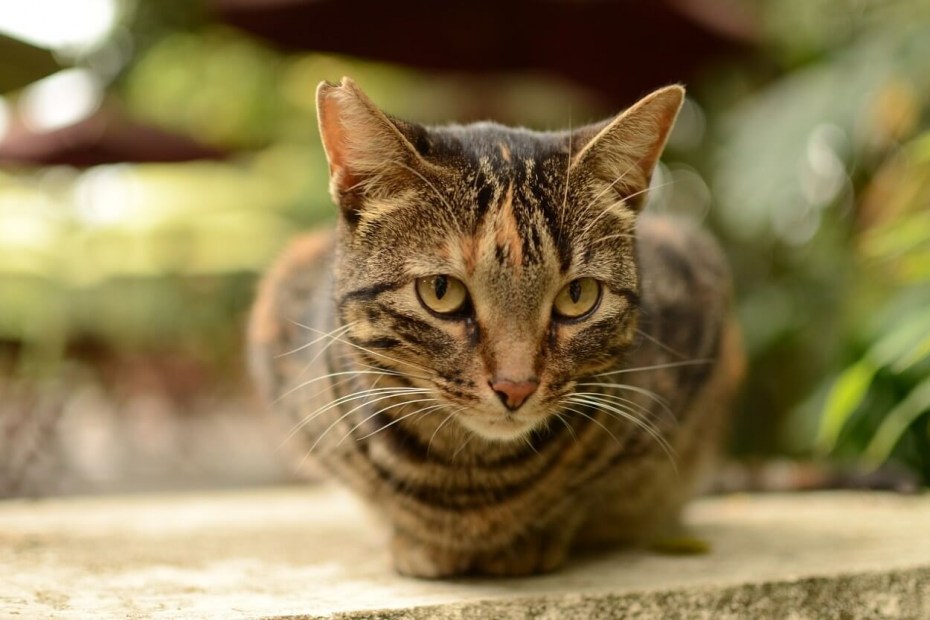 Thoughtful Cat