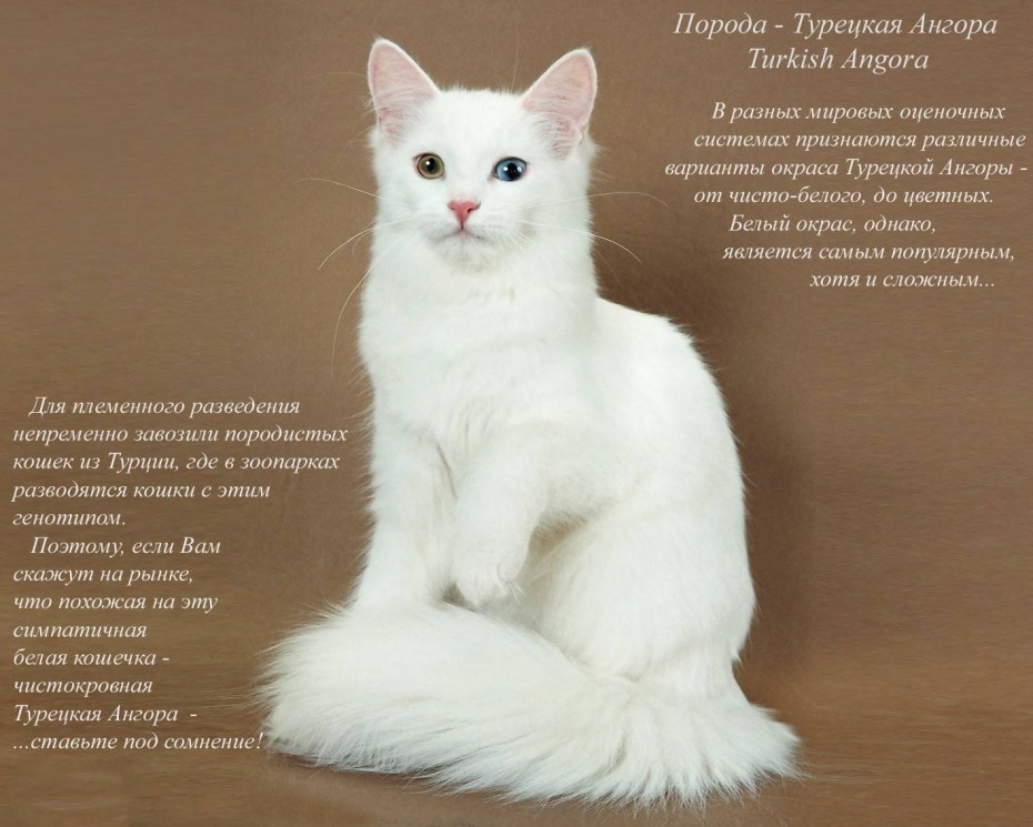 Кошки разных пород и их названия