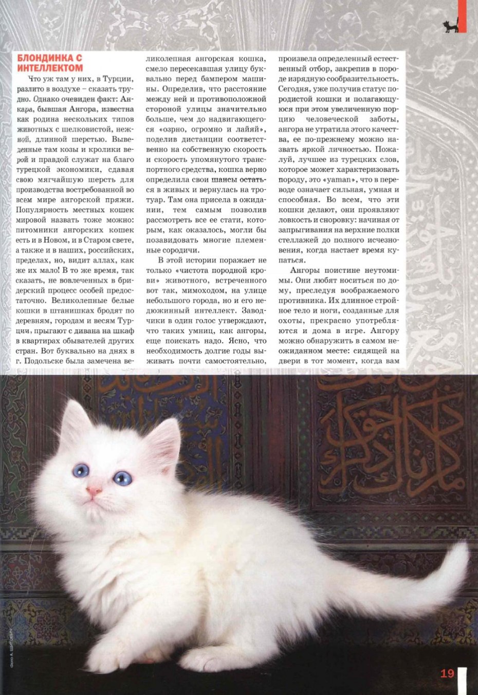 Ангорская кошка характеристики