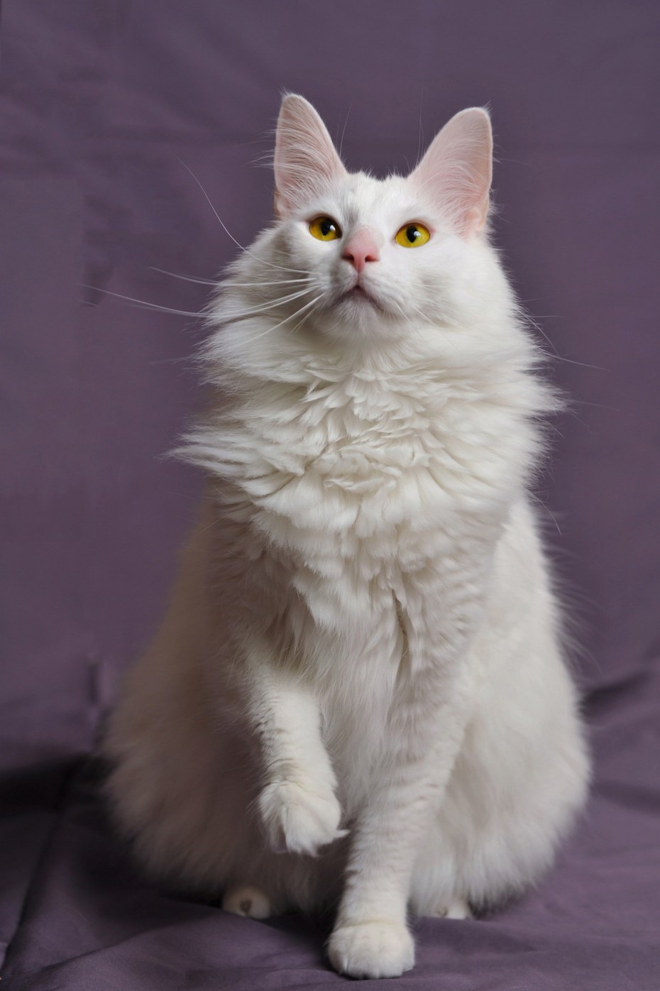 Королевский ангорский кот