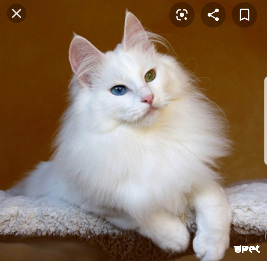 Ангорская кошка длинношерстная
