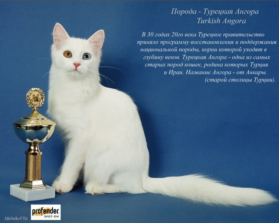 Название породистых кошек