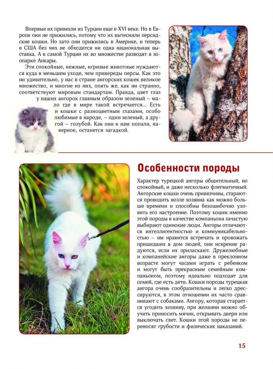 Турецкая ангора кошка описание и характер