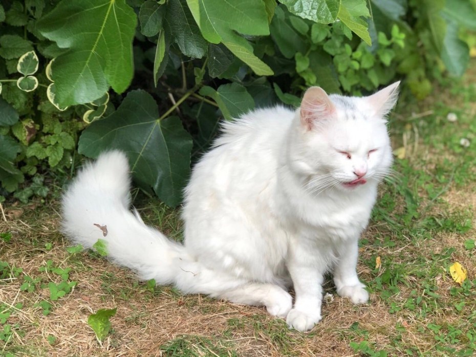 Ангора кошка