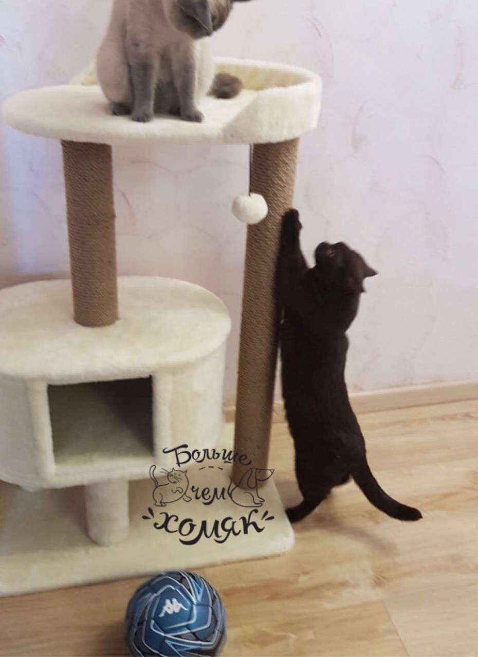 Игровой комплекс ct29 для кошек из фетра, 340*410*640мм