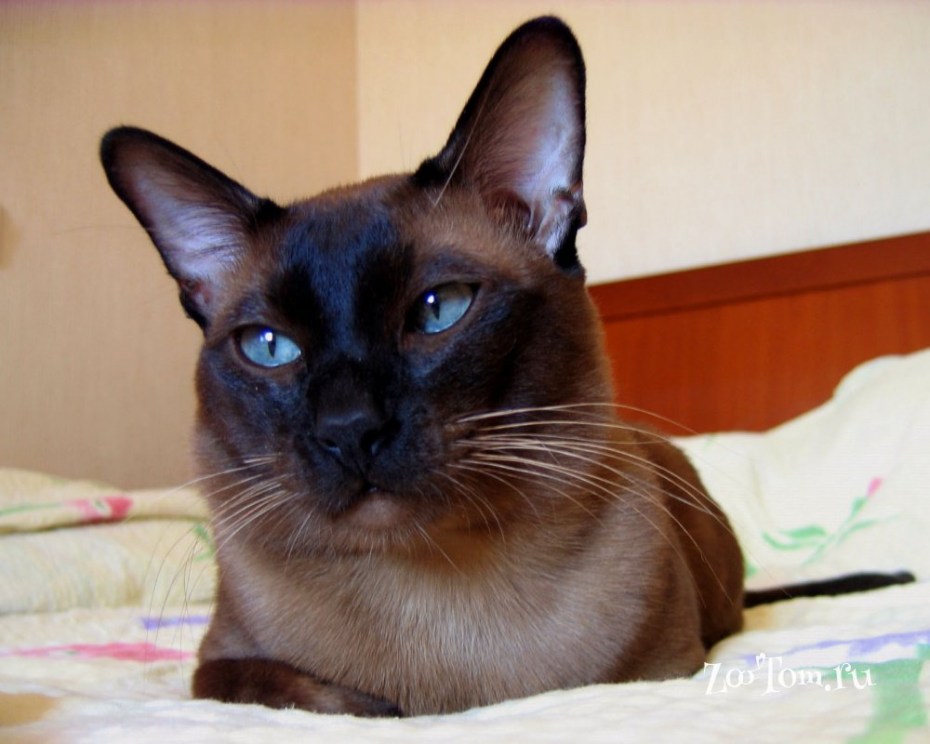 Полусиамская кошка тонкинез