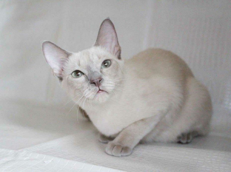 Котята породы тонкинез