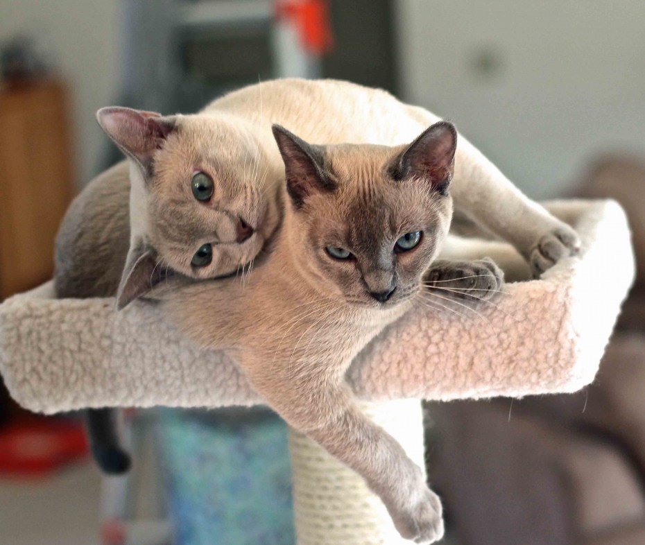 Кошки Эдельвейс