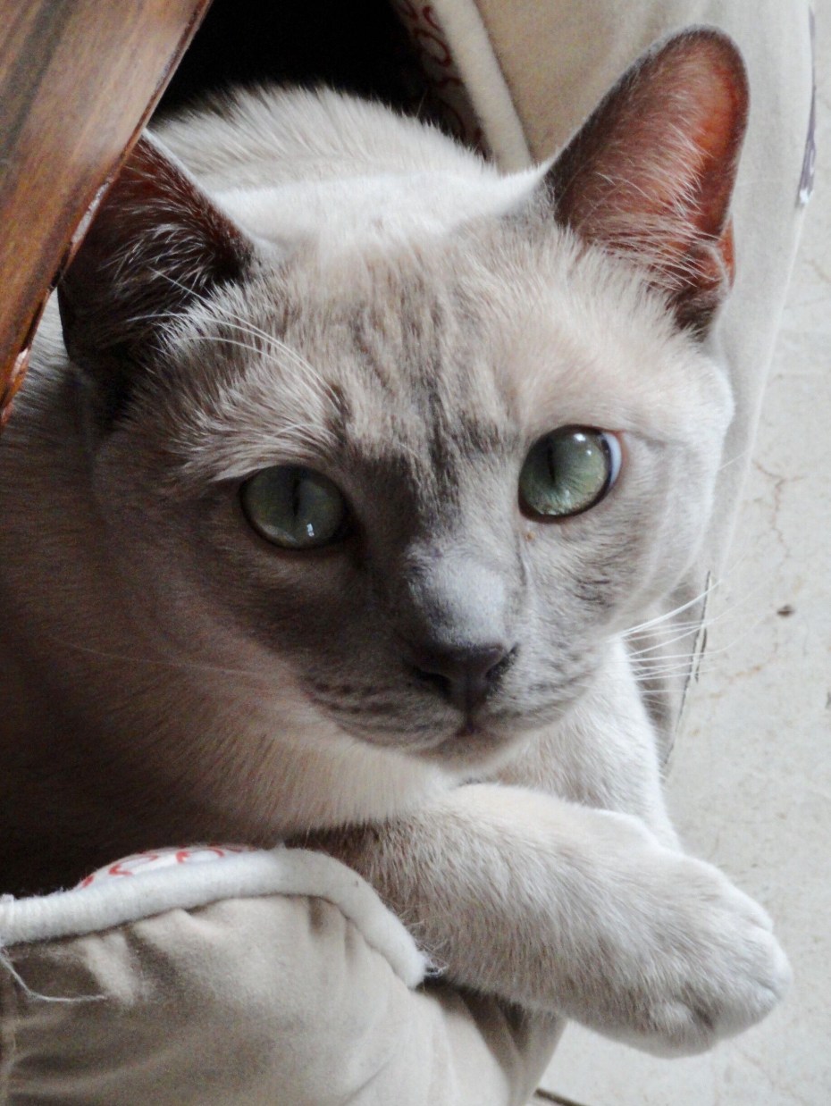 Тонкинская кошка котята