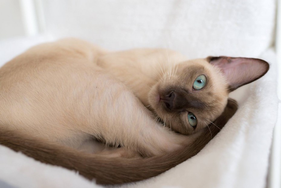Котята породы тонкинез