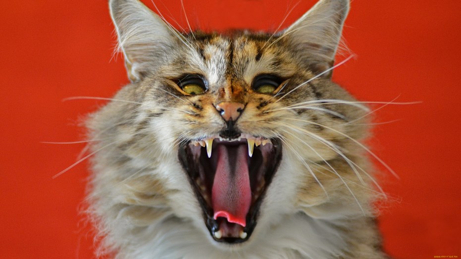 Зубы диких кошек