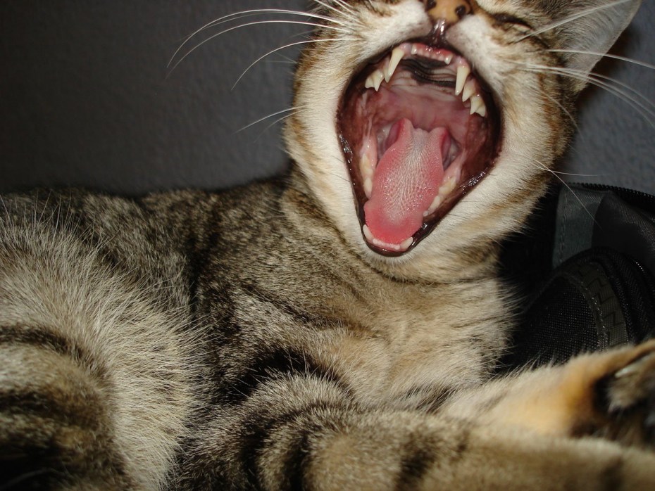 Котик зевает