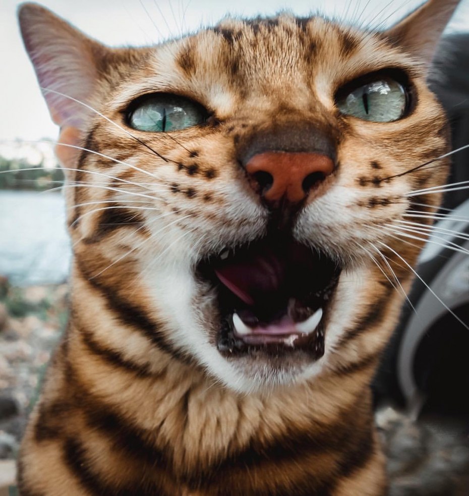 Бенгальского кота клыки