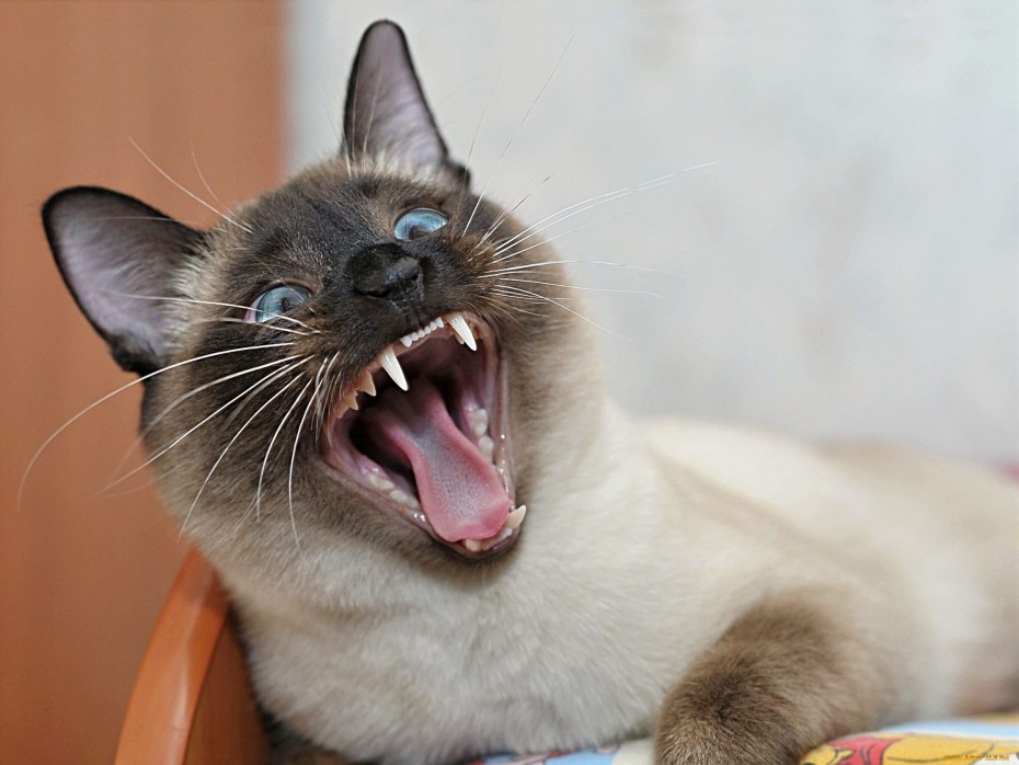 Кричащий котик