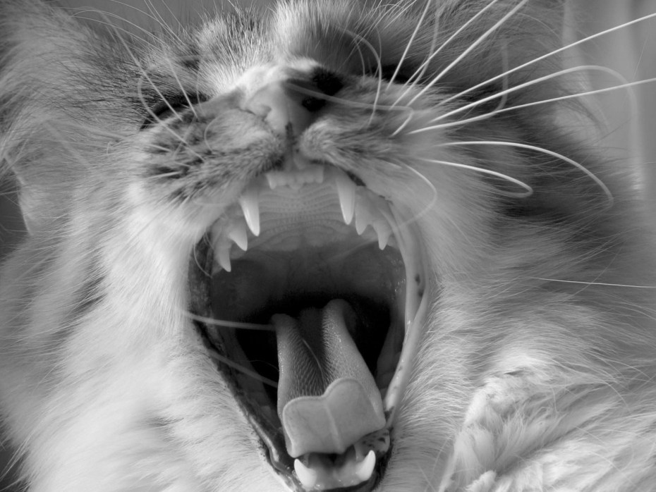 Котик с клыками