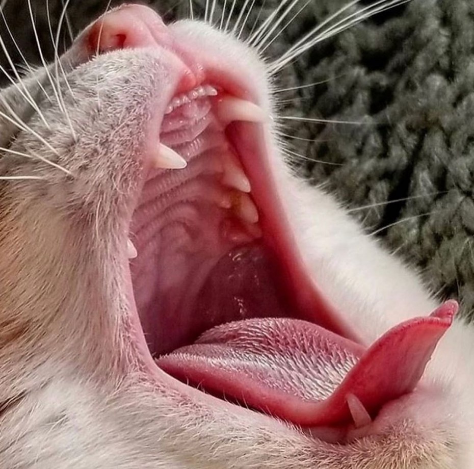 Котенок с открытым ртом