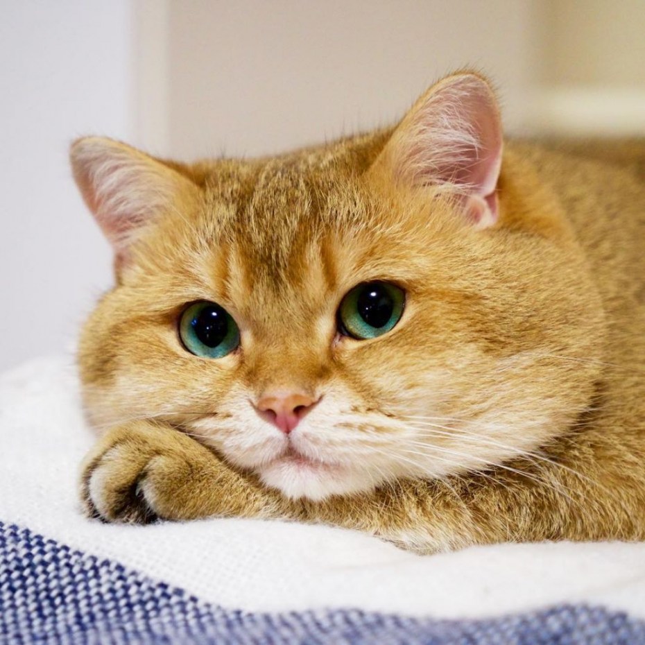Скоттиш страйт Хосико