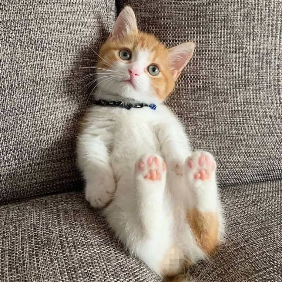 Рыжий котенок с белыми лапками