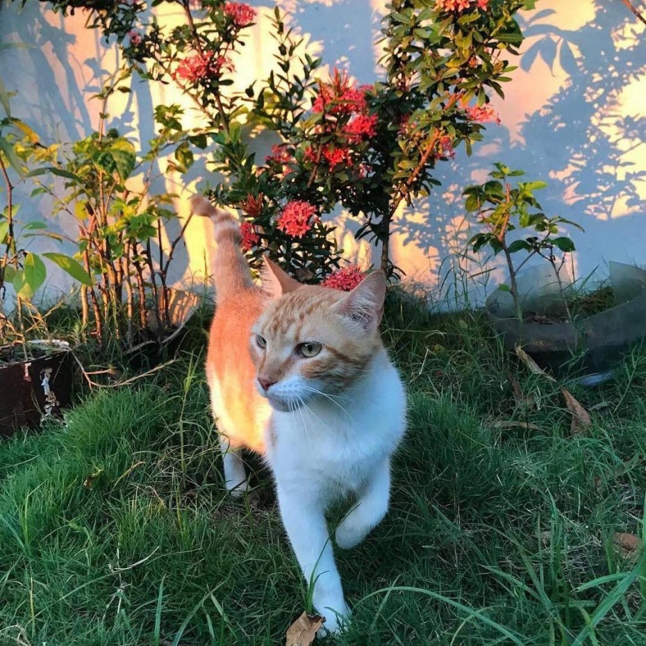 Котики Эстетика