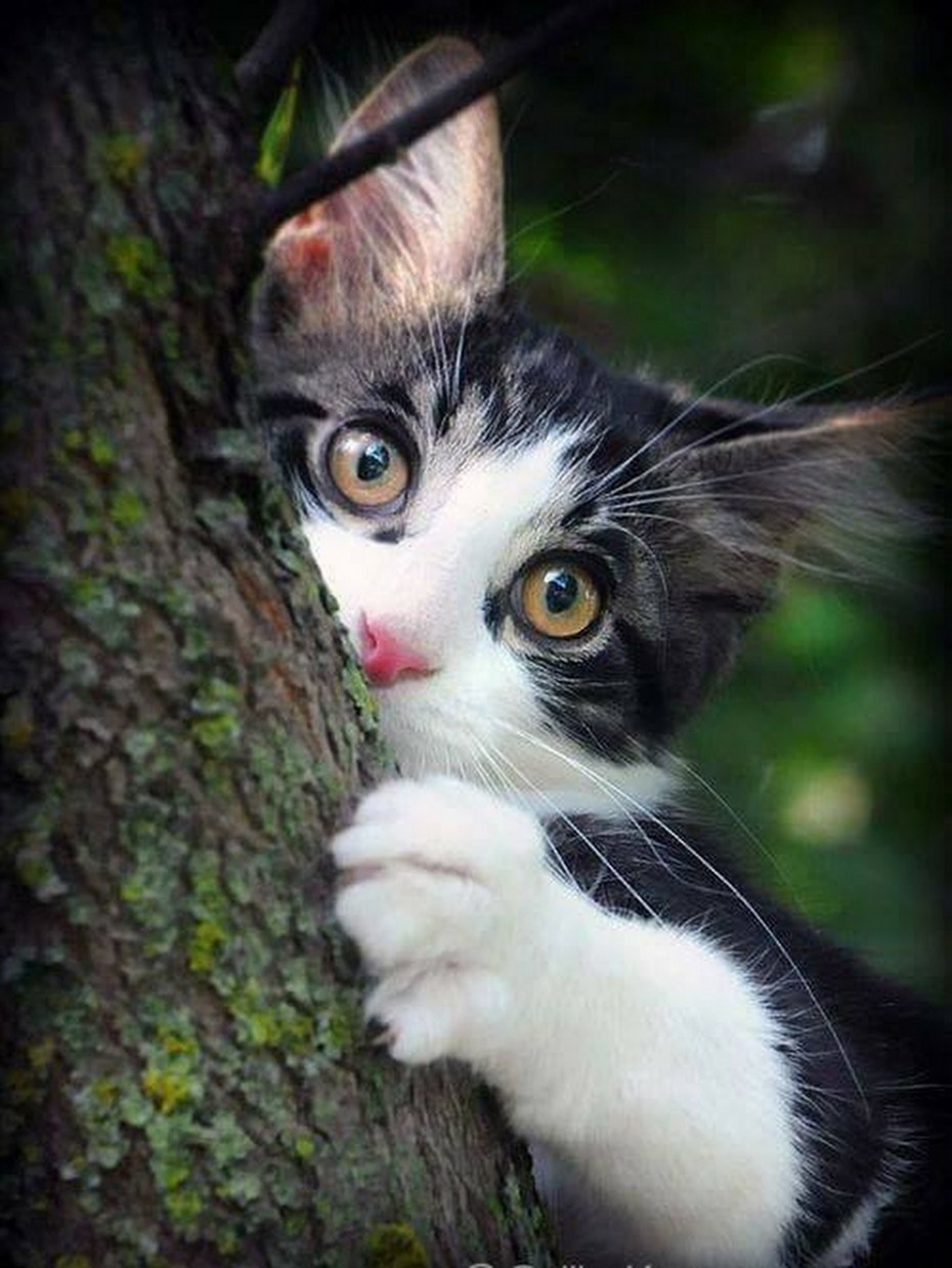 Любопытный котейка