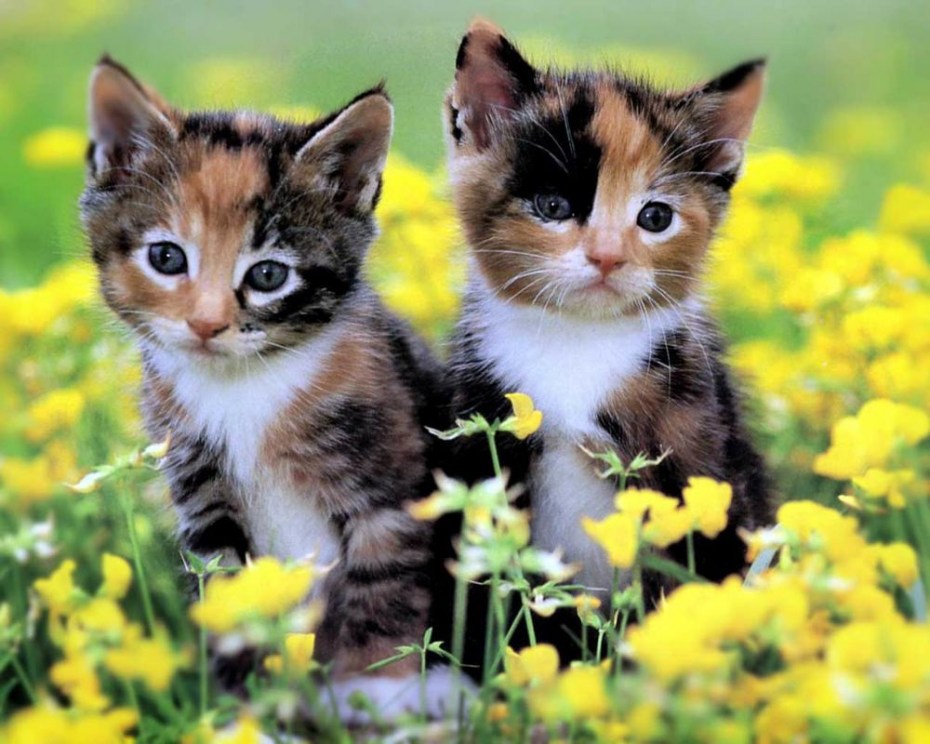 Необычные коты