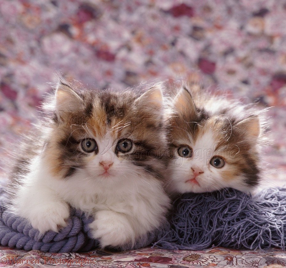 Много красивых кошек