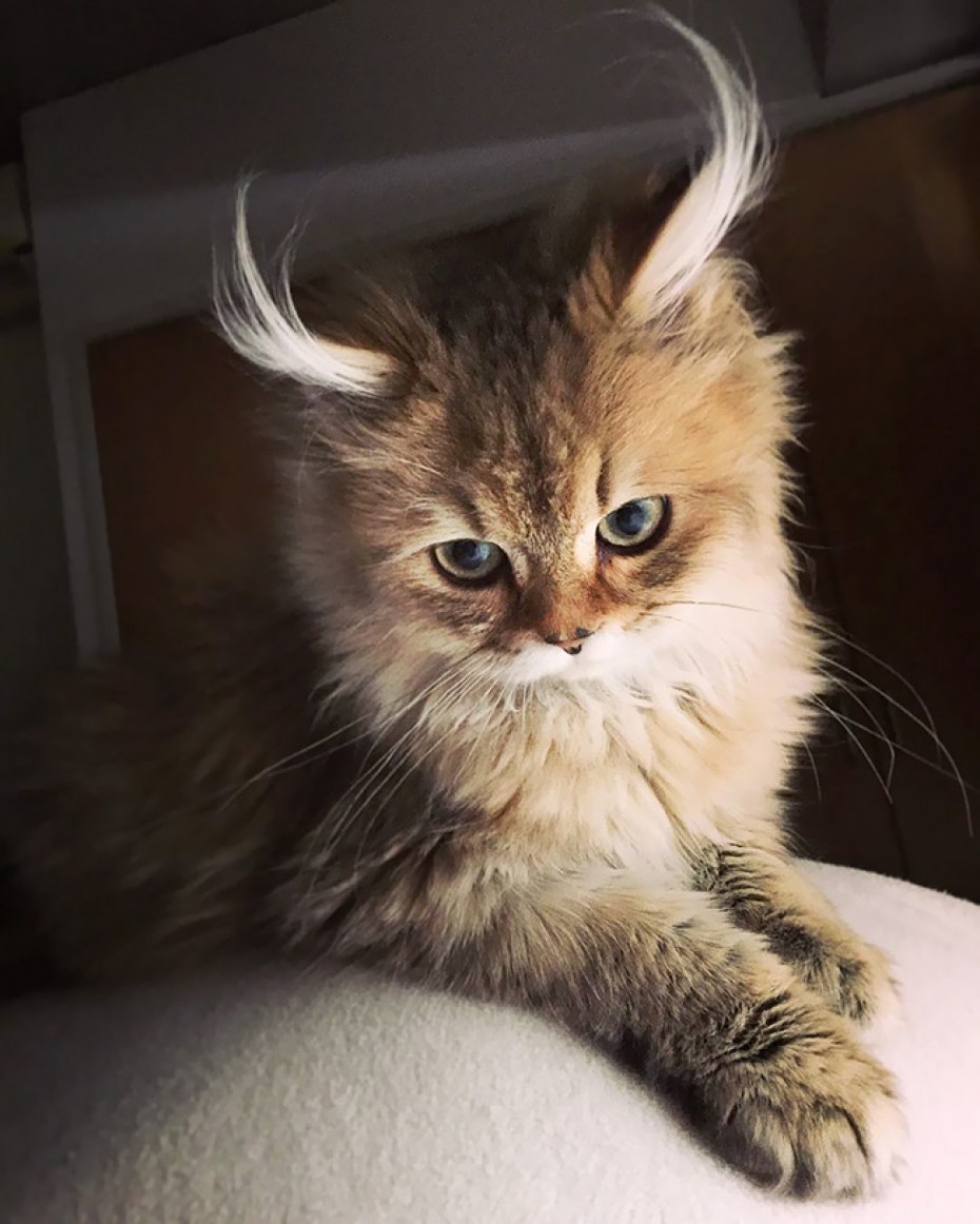 Красивый кот
