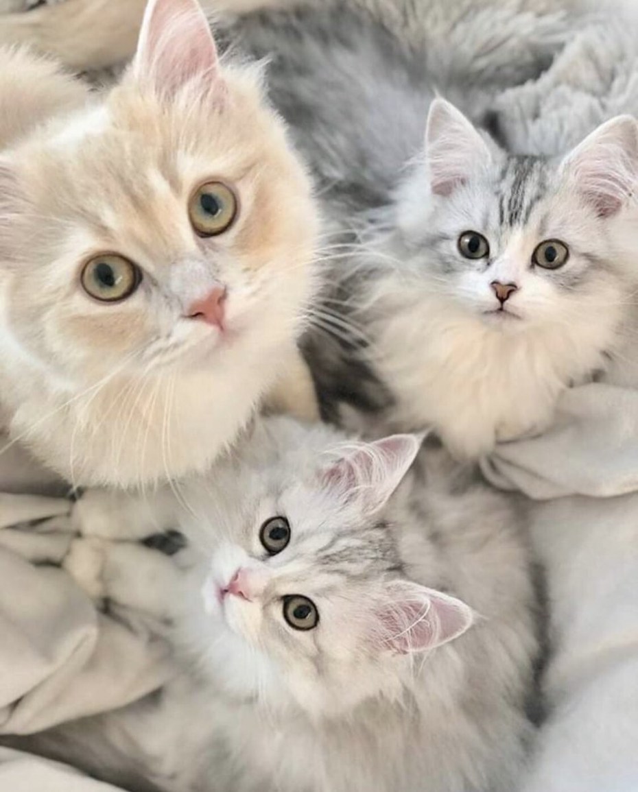 Кошка с котятами