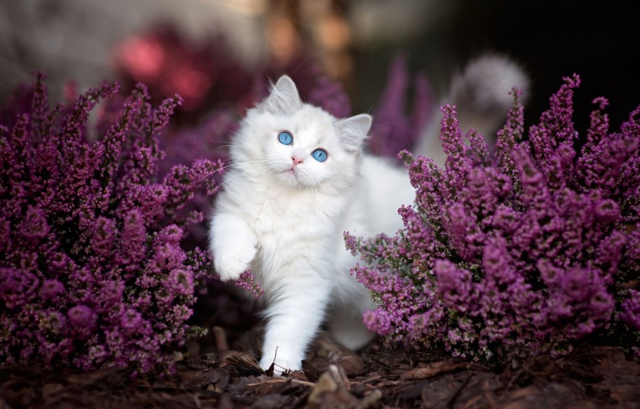 Котики в цветах