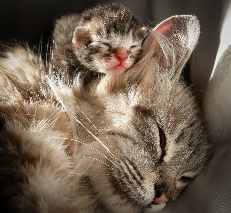 Красивые котики
