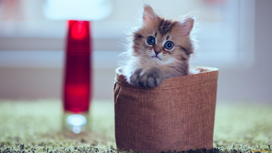 Красивые котята
