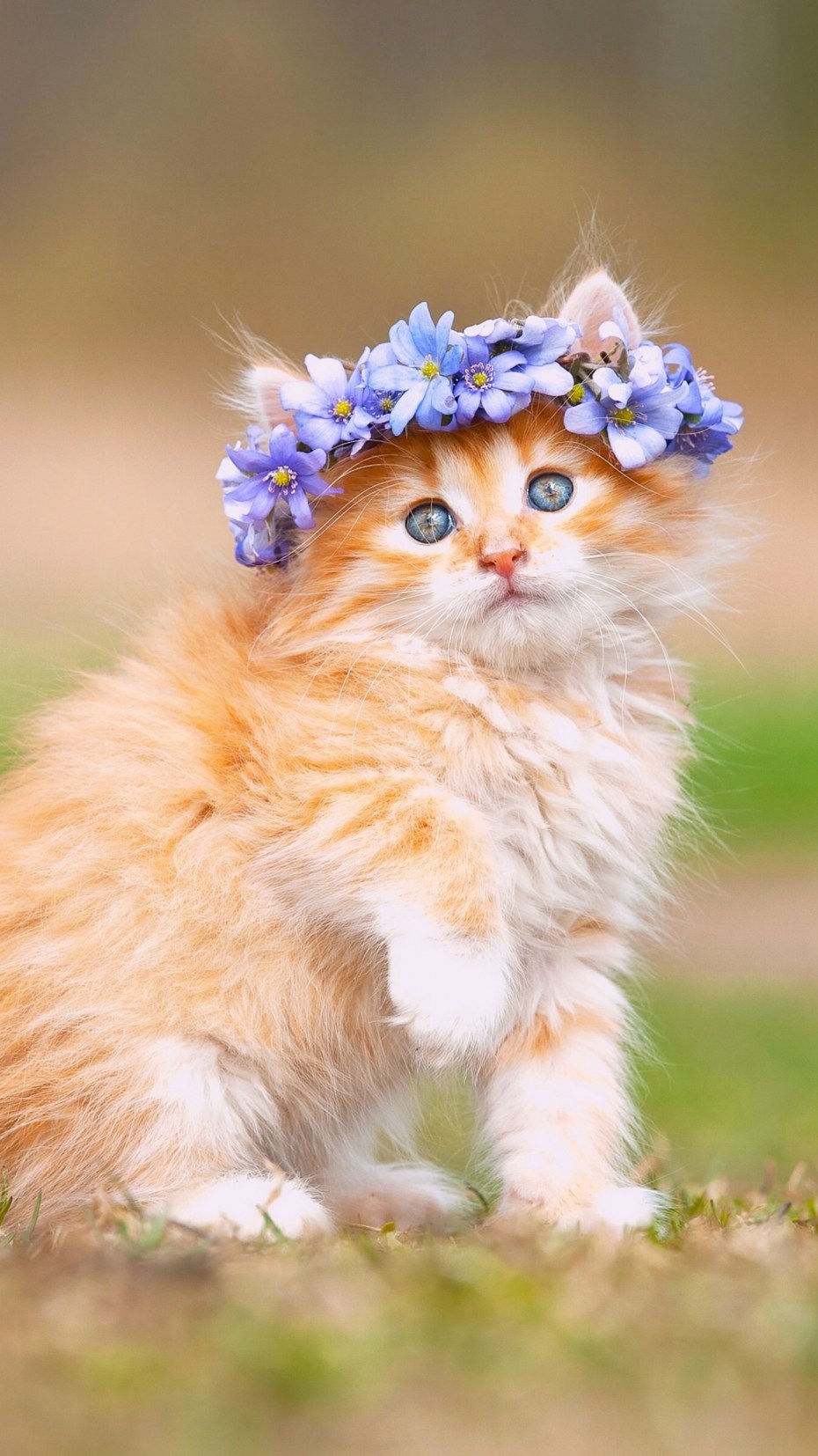 Фотографии котят
