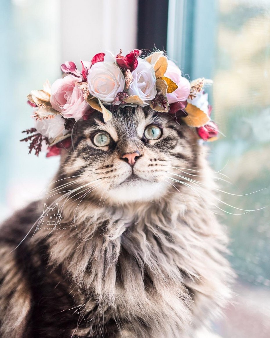 Котенок с венком на голове