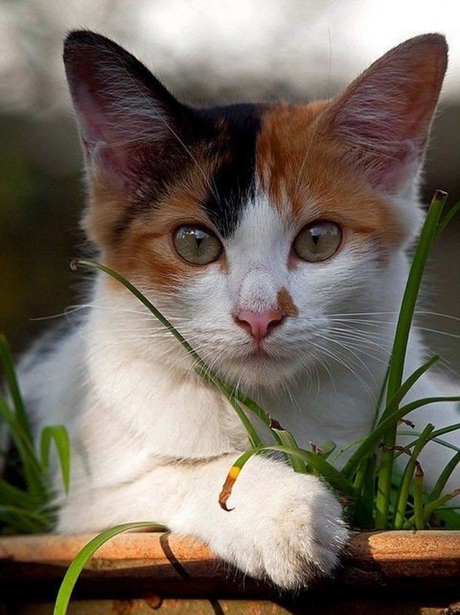 Очаровательные кошки
